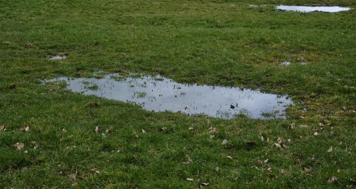 standing water pooling in a grassy yard