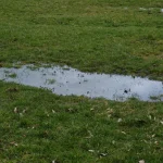 standing water pooling in a grassy yard
