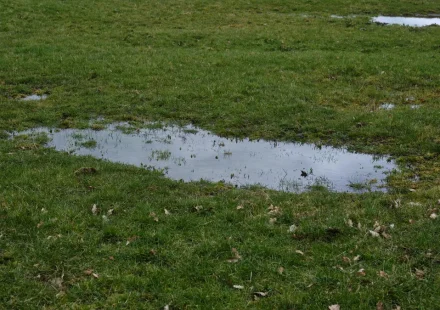 standing water pooling in a grassy yard