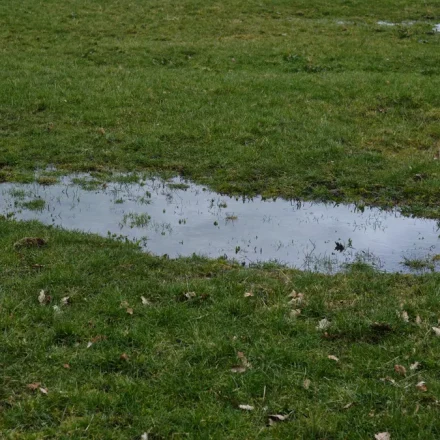 standing water pooling in a grassy yard