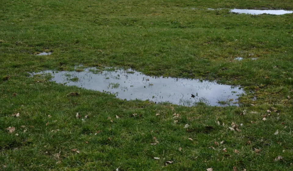 standing water pooling in a grassy yard