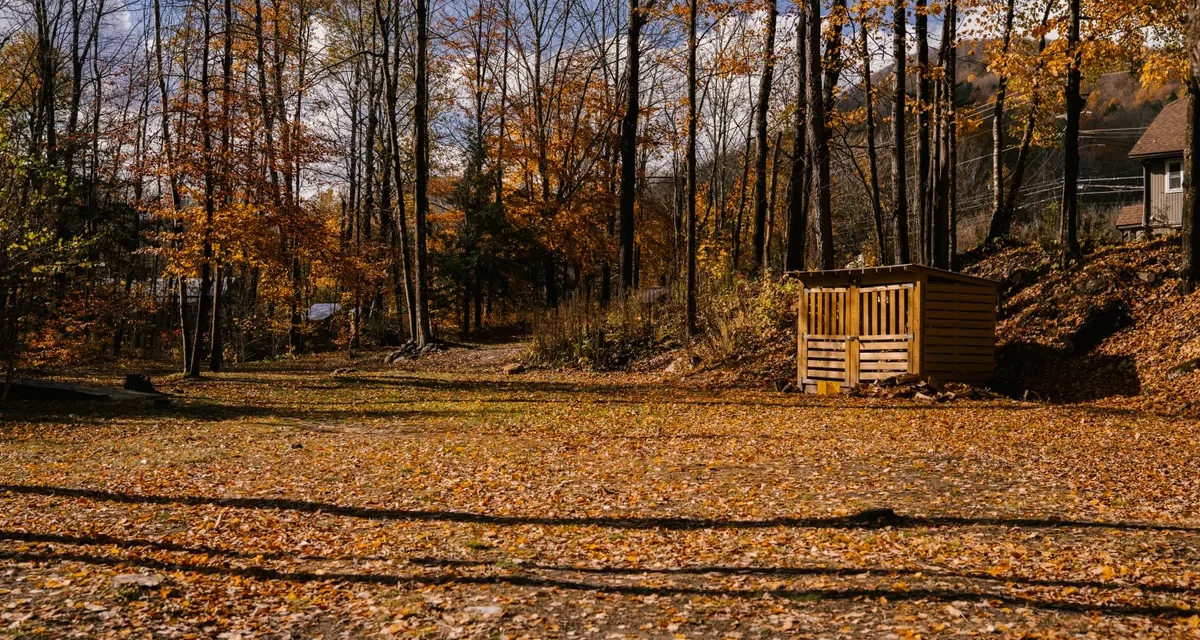 Wooded residential yard with leaf-covered ground and a small shed