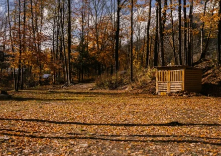 Wooded residential yard with leaf-covered ground and a small shed