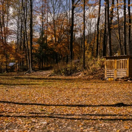 Wooded residential yard with leaf-covered ground and a small shed