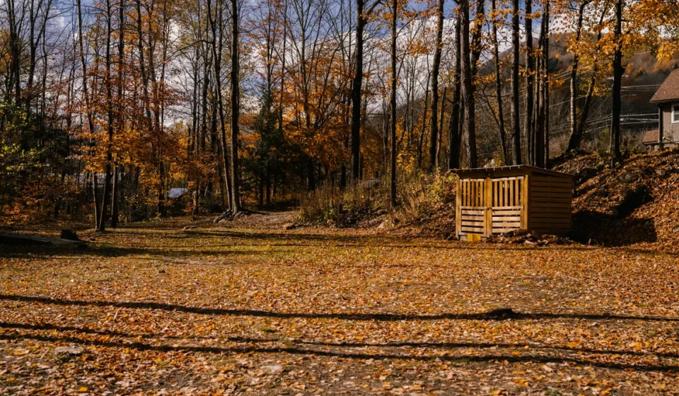 Wooded residential yard with leaf-covered ground and a small shed